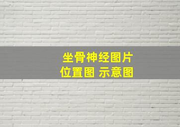 坐骨神经图片位置图 示意图